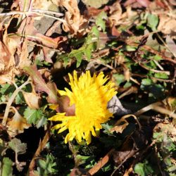 小菅トラウトガーデン 釣果