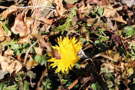 小菅トラウトガーデン 釣果