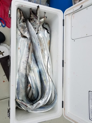 遊漁船　ニライカナイ 釣果