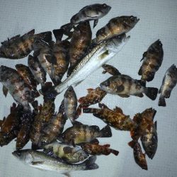 TOPGUN名古屋 釣果