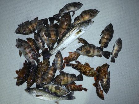 TOPGUN名古屋 釣果