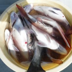 遊漁船 幸友丸 釣果