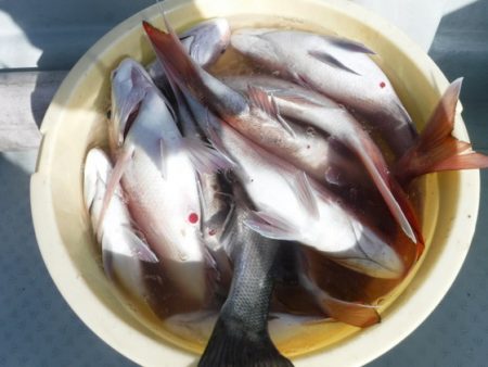 遊漁船 幸友丸 釣果
