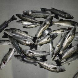 TOPGUN名古屋 釣果