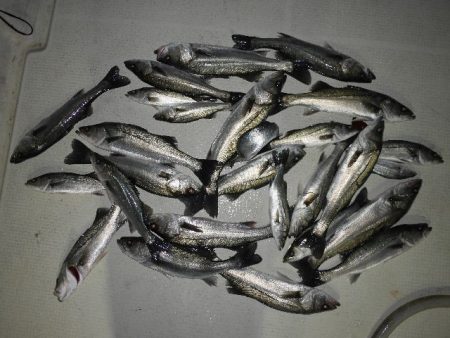 TOPGUN名古屋 釣果