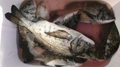 まこと渡船 釣果