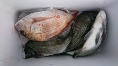 まこと渡船 釣果