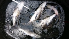 まこと渡船 釣果