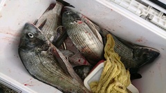 まこと渡船 釣果