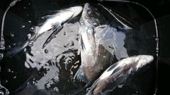 まこと渡船 釣果