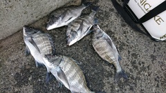 まこと渡船 釣果