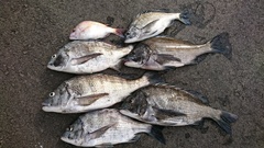 まこと渡船 釣果