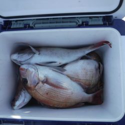 遊漁船 幸友丸 釣果