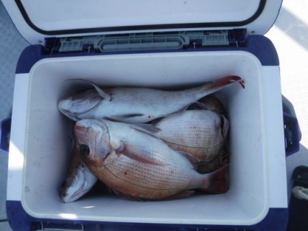 遊漁船 幸友丸 釣果