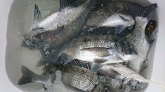 まこと渡船 釣果