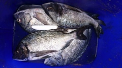 まこと渡船 釣果