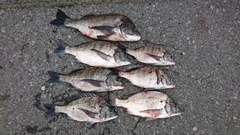 まこと渡船 釣果