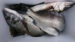 まこと渡船 釣果