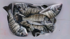 まこと渡船 釣果