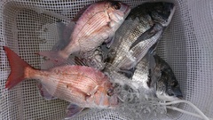 まこと渡船 釣果