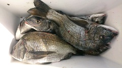 まこと渡船 釣果