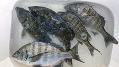 まこと渡船 釣果