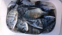 まこと渡船 釣果