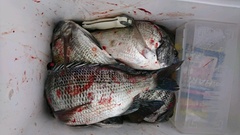 まこと渡船 釣果