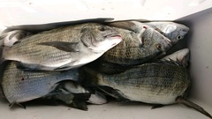 まこと渡船 釣果