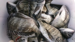 まこと渡船 釣果