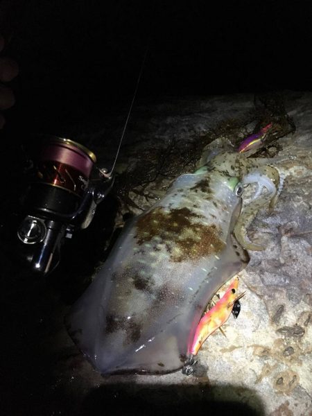 エギングの時期　和歌山の春　2017エギング春の投稿まとめ！①