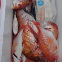 遊漁船 新鋭丸 釣果