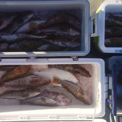 気仙沼 つり丸 釣果