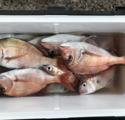 なかくに丸 釣果