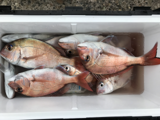 なかくに丸 釣果