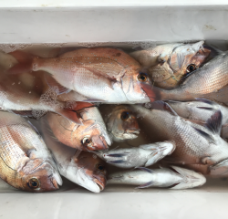 なかくに丸 釣果