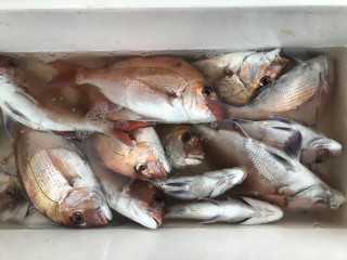 なかくに丸 釣果