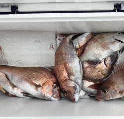 なかくに丸 釣果