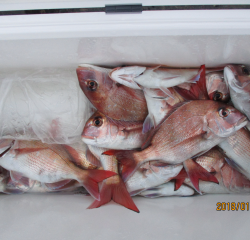 なかくに丸 釣果