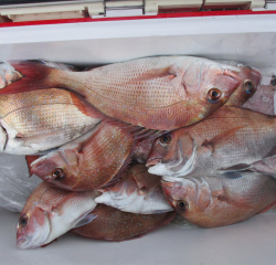 なかくに丸 釣果