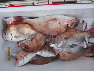なかくに丸 釣果