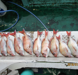 なかくに丸 釣果