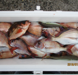 なかくに丸 釣果