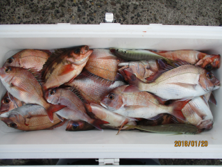 なかくに丸 釣果