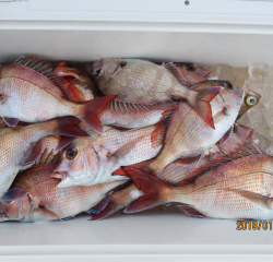 なかくに丸 釣果