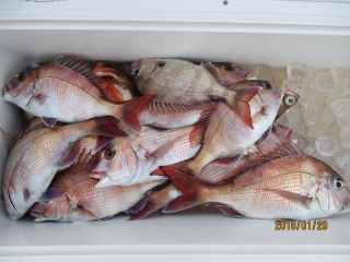 なかくに丸 釣果