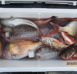 なかくに丸 釣果