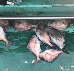 なかくに丸 釣果