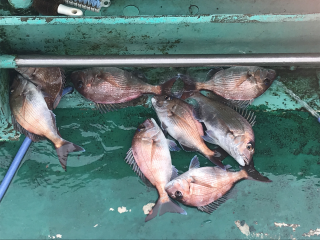 なかくに丸 釣果