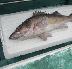 なかくに丸 釣果